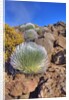 Silversword plants Haleakala Crater by Anonymous