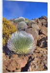 Silversword plants Haleakala Crater by Anonymous