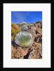 Silversword plants Haleakala Crater by Anonymous