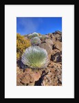 Silversword plants Haleakala Crater by Anonymous