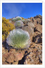 Silversword plants Haleakala Crater by Anonymous