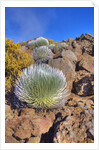 Silversword plants Haleakala Crater by Anonymous