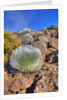 Silversword plants Haleakala Crater by Anonymous