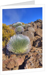 Silversword plants Haleakala Crater by Anonymous