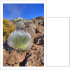 Silversword plants Haleakala Crater by Anonymous