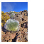 Silversword plants Haleakala Crater by Anonymous