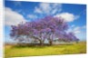Jacaranda trees in bloom in the up-country on Maui by Anonymous