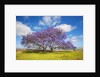 Jacaranda trees in bloom in the up-country on Maui by Anonymous