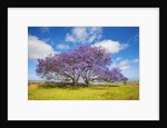 Jacaranda trees in bloom in the up-country on Maui by Anonymous
