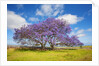 Jacaranda trees in bloom in the up-country on Maui by Anonymous