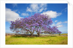 Jacaranda trees in bloom in the up-country on Maui by Anonymous