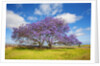 Jacaranda trees in bloom in the up-country on Maui by Anonymous
