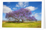Jacaranda trees in bloom in the up-country on Maui by Anonymous