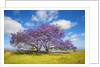 Jacaranda trees in bloom in the up-country on Maui by Anonymous