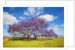 Jacaranda trees in bloom in the up-country on Maui by Anonymous