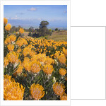 Pincushion protea flower in the up-country on Maui by Anonymous