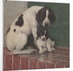 Dog and puppy in rain by Anonymous
