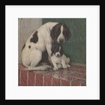 Dog and puppy in rain by Anonymous
