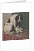 Dog and puppy in rain by Anonymous