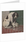 Dog and puppy in rain by Anonymous