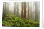 Forest along Damnation Creek Trail by Anonymous
