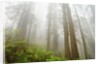 Forest along Damnation Creek Trail by Anonymous