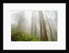 Forest along Damnation Creek Trail by Anonymous