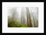 Forest along Damnation Creek Trail by Anonymous