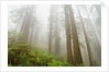 Forest along Damnation Creek Trail by Anonymous
