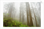 Forest along Damnation Creek Trail by Anonymous