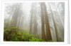 Forest along Damnation Creek Trail by Anonymous