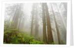 Forest along Damnation Creek Trail by Anonymous