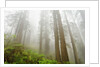 Forest along Damnation Creek Trail by Anonymous