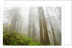 Forest along Damnation Creek Trail by Anonymous