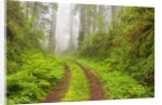 Old forest road running through towering redwood trees by Anonymous