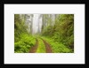 Old forest road running through towering redwood trees by Anonymous
