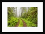 Old forest road running through towering redwood trees by Anonymous