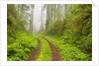 Old forest road running through towering redwood trees by Anonymous