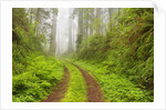 Old forest road running through towering redwood trees by Anonymous