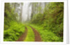 Old forest road running through towering redwood trees by Anonymous