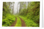 Old forest road running through towering redwood trees by Anonymous