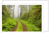 Old forest road running through towering redwood trees by Anonymous