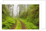 Old forest road running through towering redwood trees by Anonymous