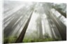 Redwood trees near Damnation Creek Trail by Anonymous