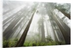 Redwood trees near Damnation Creek Trail by Anonymous