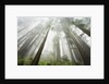 Redwood trees near Damnation Creek Trail by Anonymous