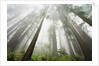 Redwood trees near Damnation Creek Trail by Anonymous