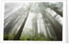 Redwood trees near Damnation Creek Trail by Anonymous