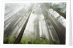 Redwood trees near Damnation Creek Trail by Anonymous
