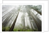 Redwood trees near Damnation Creek Trail by Anonymous